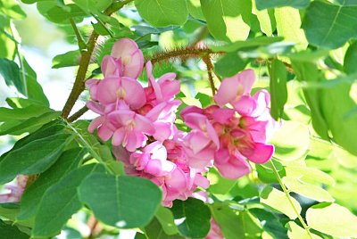 Robinia hispida 'Macrophylla' - trnovník huňatý - detail větvičky a květenství